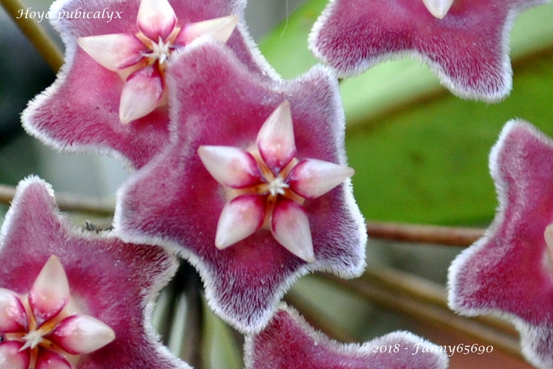 Hoya pubicalyx Csc_0025