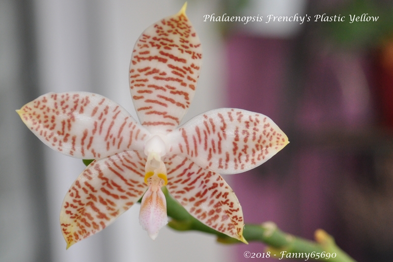Phalaenopsis Frenchy's Plastic Yellow Csc_0026