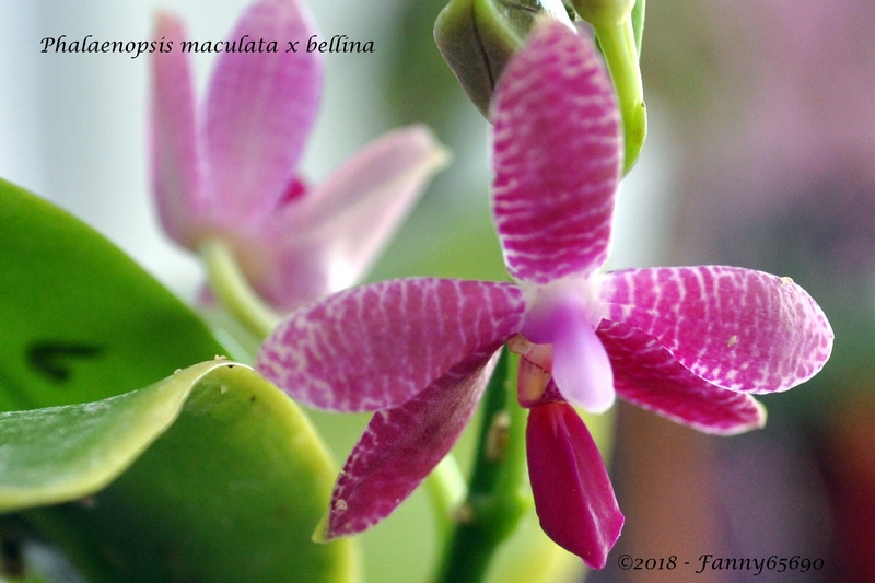 Phalaenopsis maculata x bellina Csc_0027