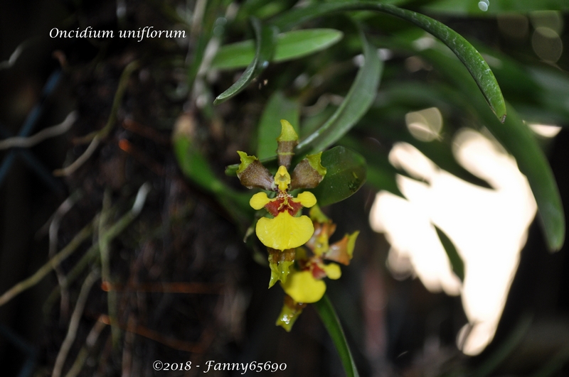 Dendrobium uniflorum Dsc_0022