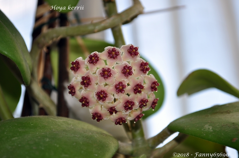 Hoya kerrii Dsc_0047