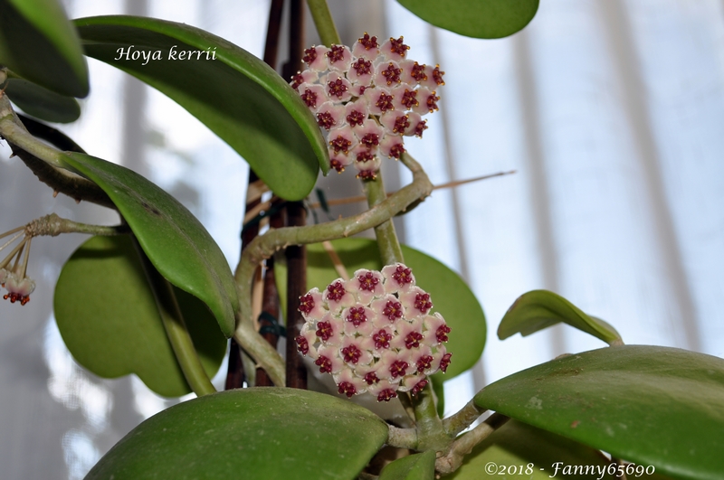 Hoya kerrii Dsc_0048