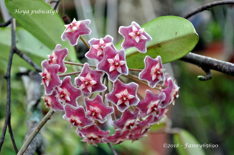 Hoya pubicalyx Dsc_0051