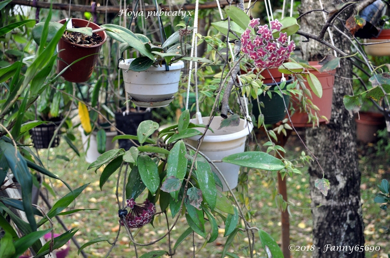 Hoya pubicalyx Dsc_0052