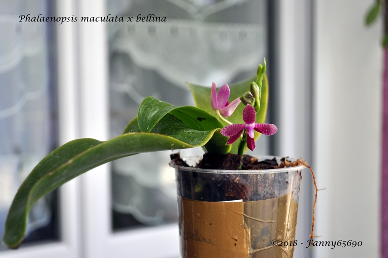 Phalaenopsis maculata x bellina Dsc_0055