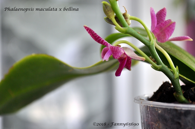 Phalaenopsis maculata x bellina Dsc_0056