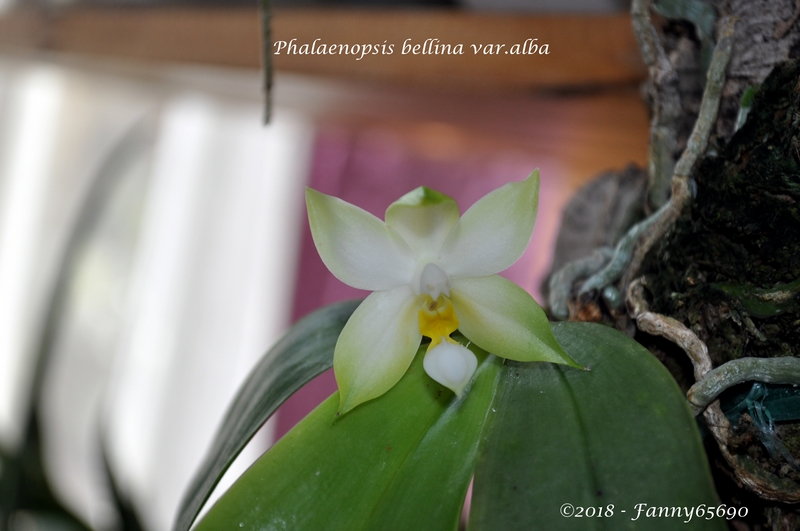 Phalaenopsis bellina var.alba Dsc_0058