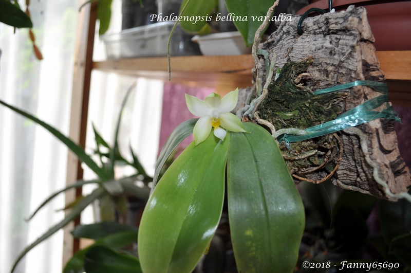 Phalaenopsis bellina var.alba Dsc_0059