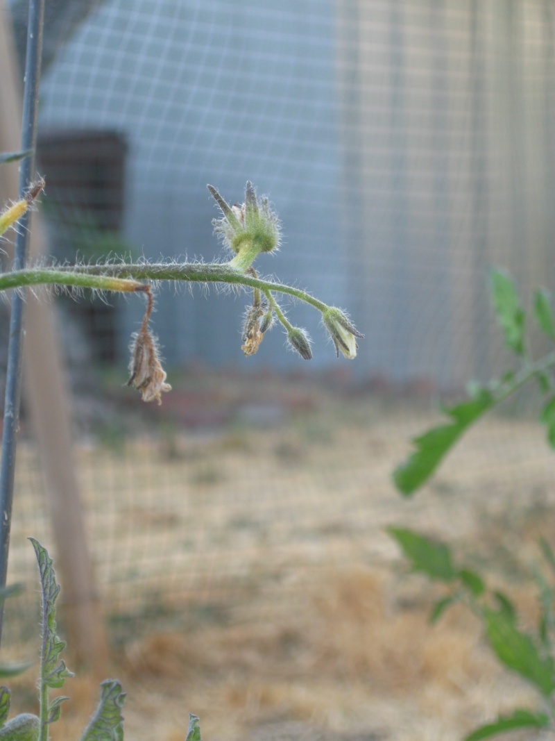 SFG Newbie Asks "What's Killing My Tomatoes?" Jully-15