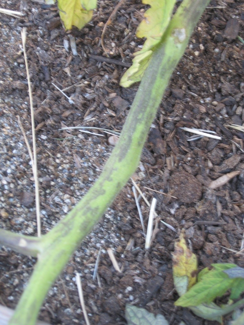 SFG Newbie Asks "What's Killing My Tomatoes?" Jully-16