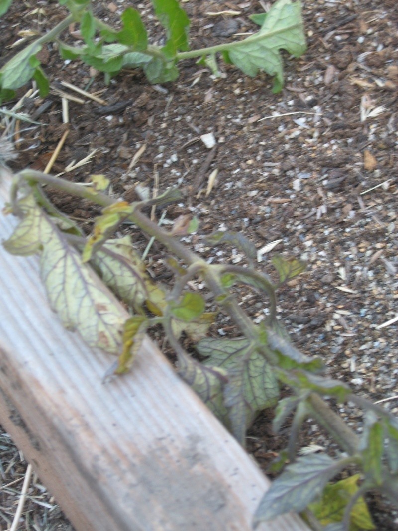 SFG Newbie Asks "What's Killing My Tomatoes?" Jully-17