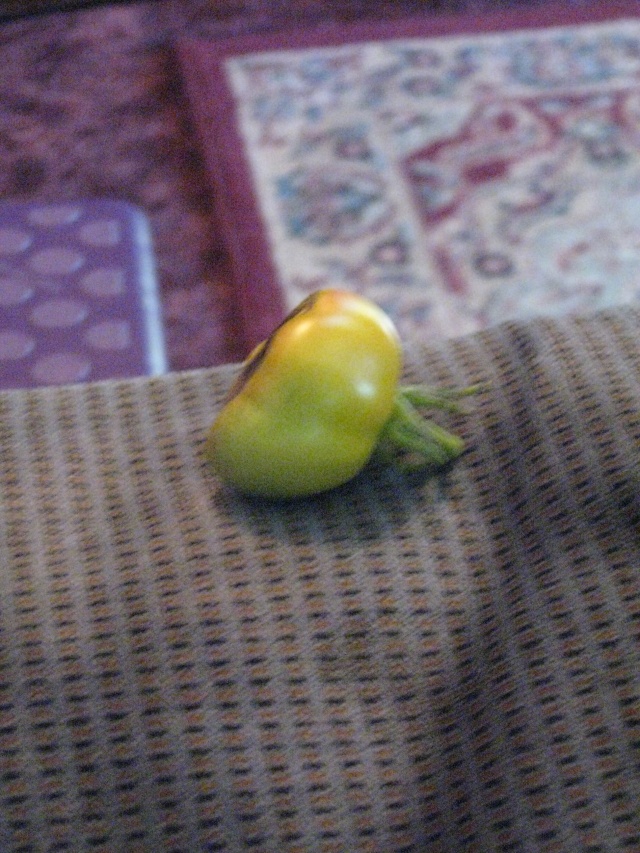 SFG Newbie Asks "What's Killing My Tomatoes?" Jully-20