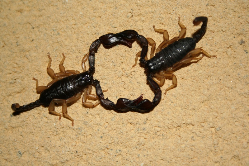 Scorpions 005110
