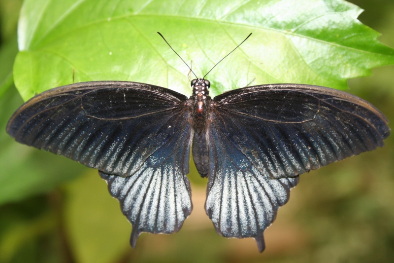 Papillons exotiques 054110