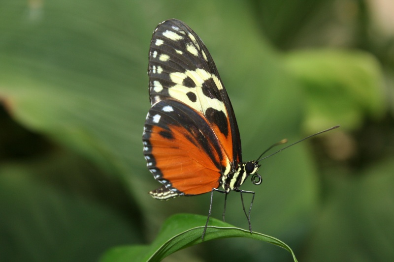 Papillons exotiques 055110