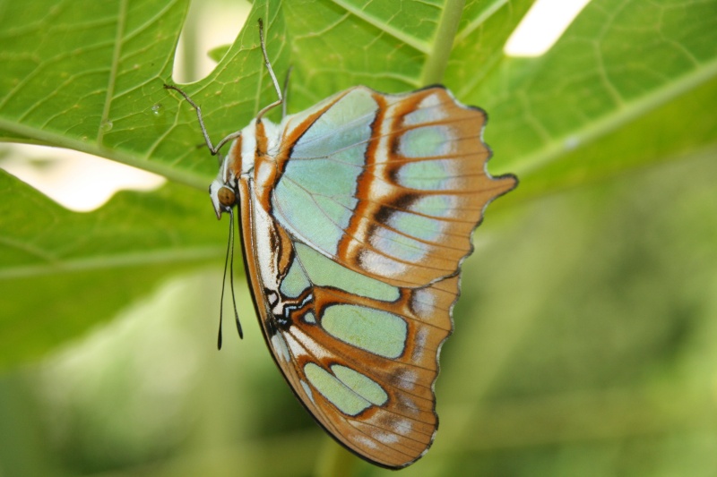 Papillons exotiques 057110