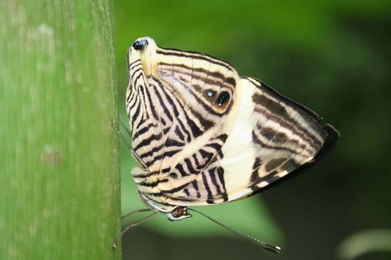 Papillons exotiques 061110