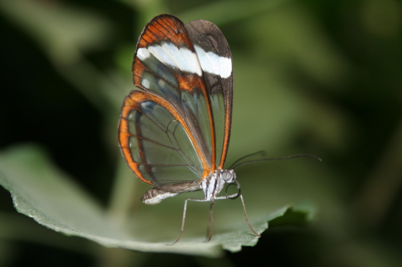 Papillons exotiques 066110