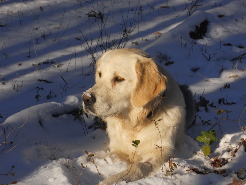 Concours photo chien hiver 2010/2011 - Page 7 Dscn3110