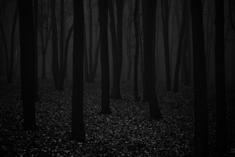 Der finstere Wald  For10
