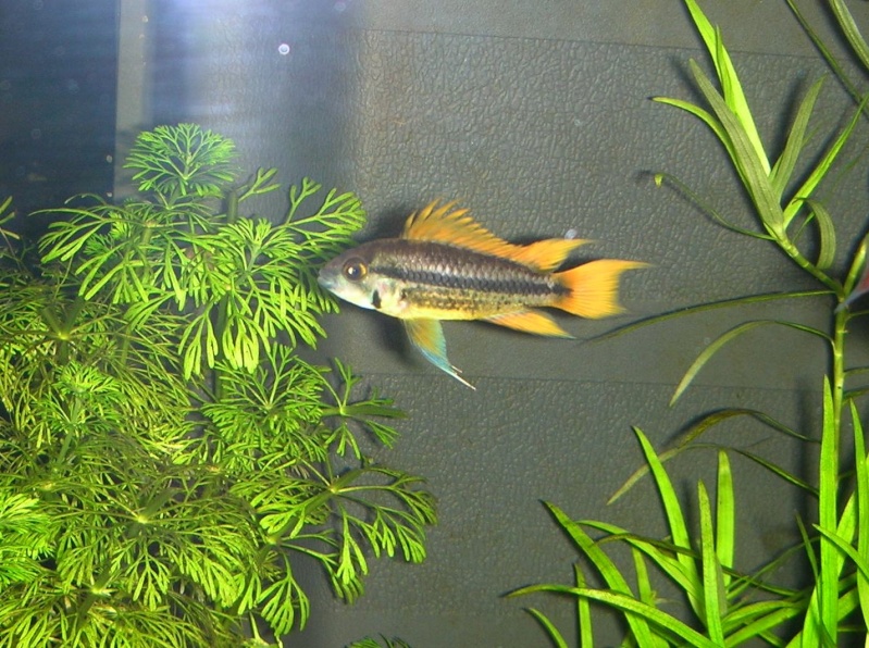 mon bar aquarium Aqua_010