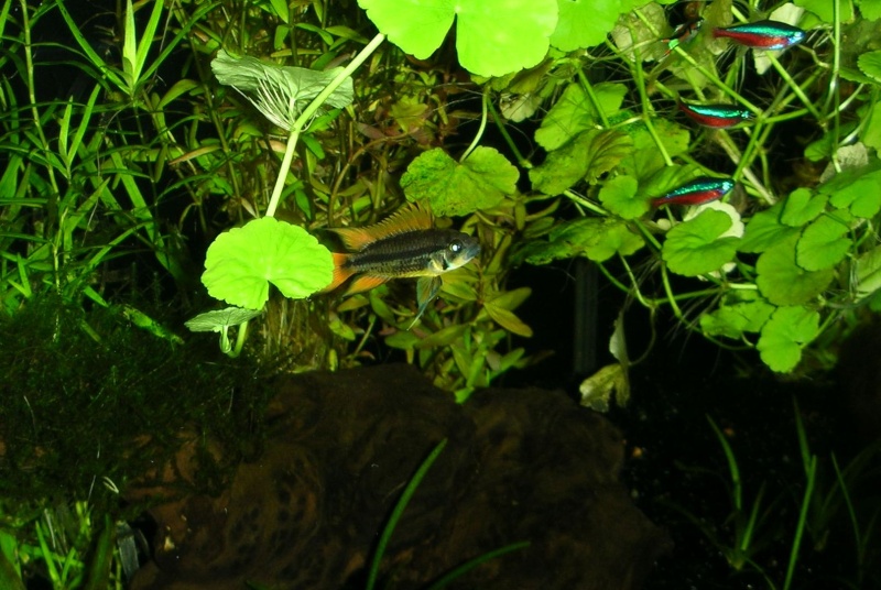 mon bar aquarium Aqua_011