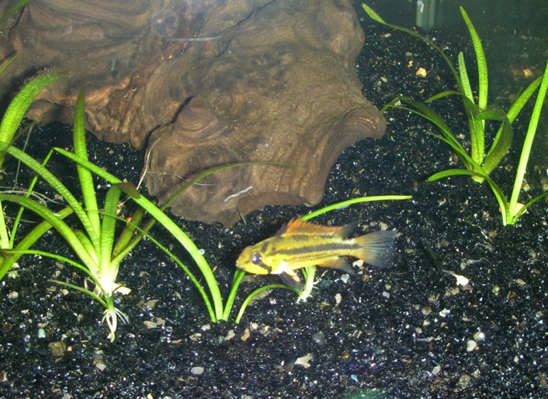 mon bar aquarium Aqua_012