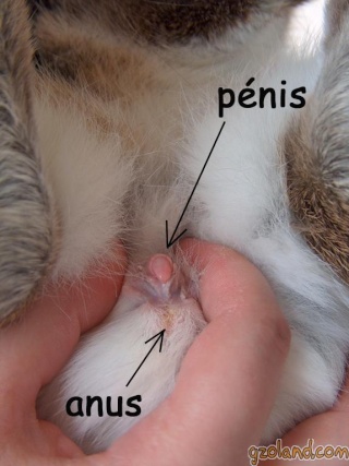 Comment Reconnaitre Un Male D Une Femelle Comment Reconnaitre Un Male D Une Femelle