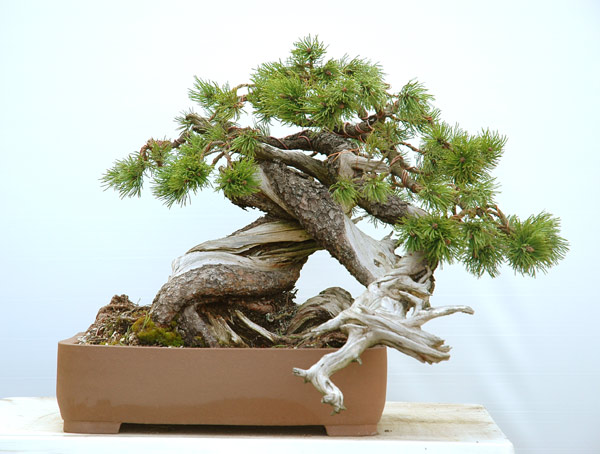 Styling of a mugo pine 510