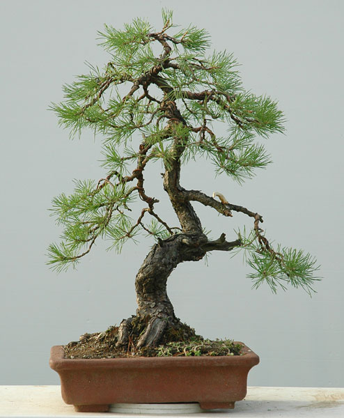 naturalistic Scots Pine 511