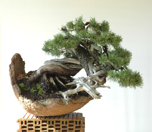 Styling of a mugo pine 610