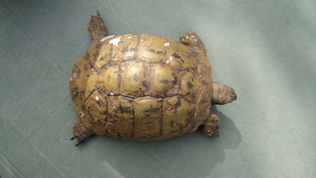 identification de la tortue du voisin Dsc00526