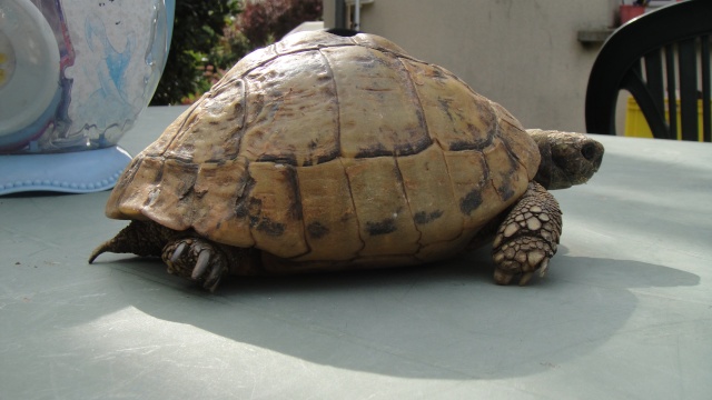 identification de la tortue du voisin Dsc00527
