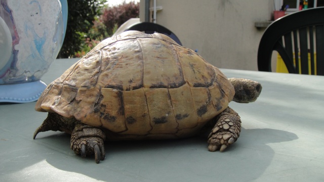identification de la tortue du voisin Dsc00528