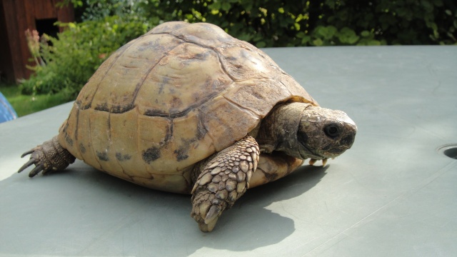 identification de la tortue du voisin Dsc00529