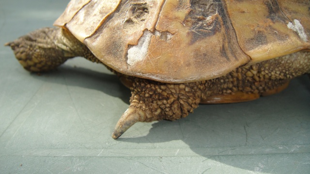 identification de la tortue du voisin Dsc00530