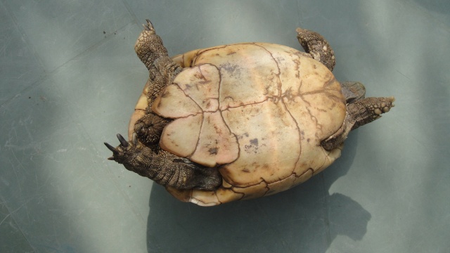 identification de la tortue du voisin Dsc00531