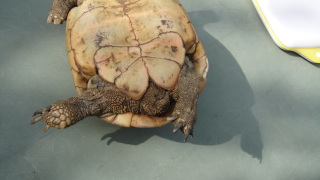 identification de la tortue du voisin Dsc00532