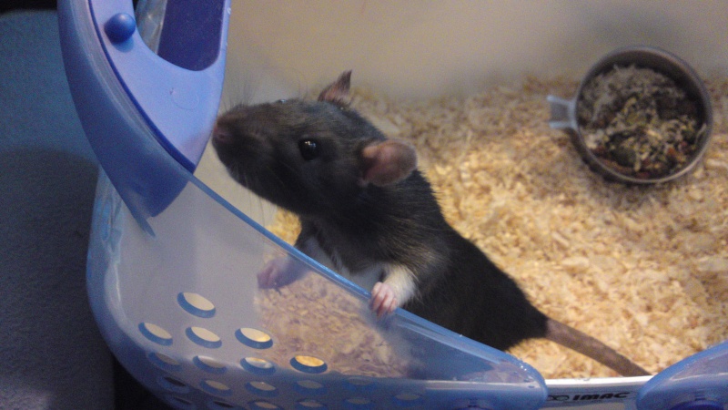 bébé rat 15082012