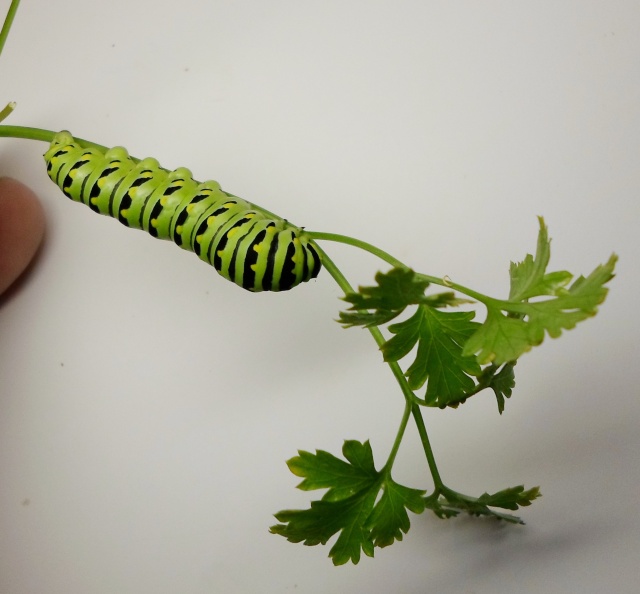 Black Swallowtail caterpillar  Lavea10