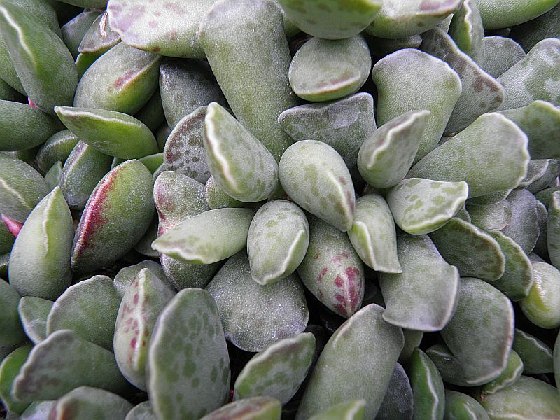 Adromischus Pa060014