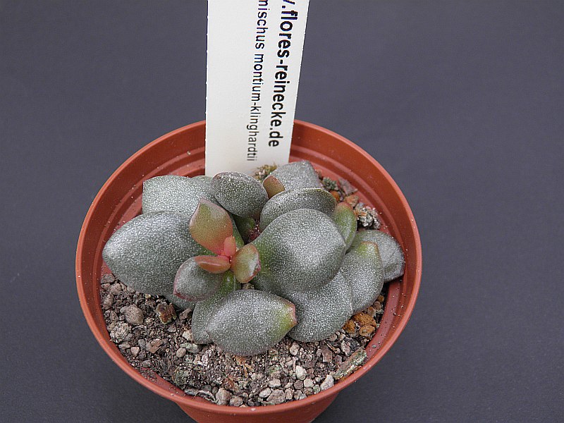 Adromischus - Seite 5 Pa180112