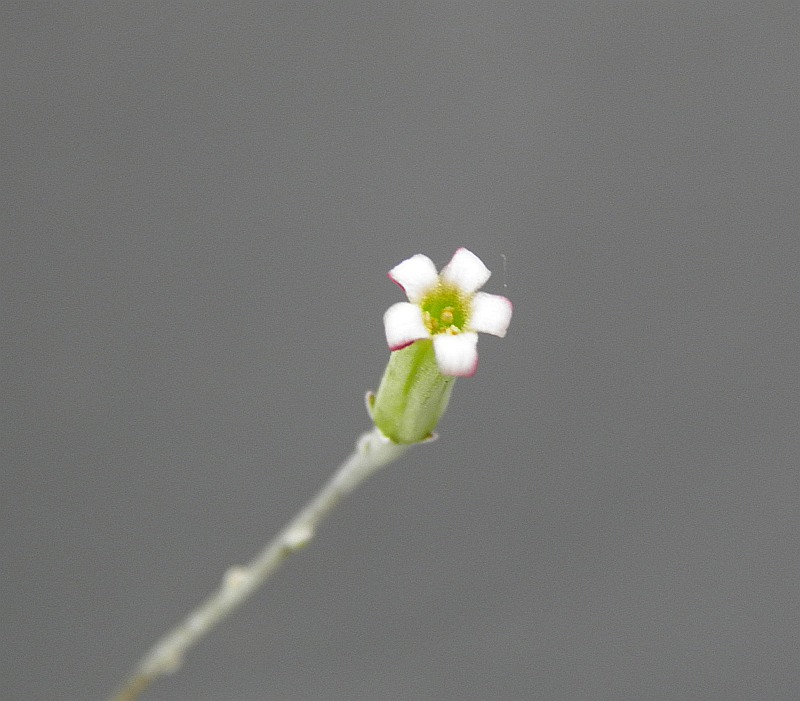 Adromischus - Seite 5 Pa180121