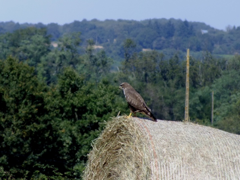 Les rapaces de France Buse310