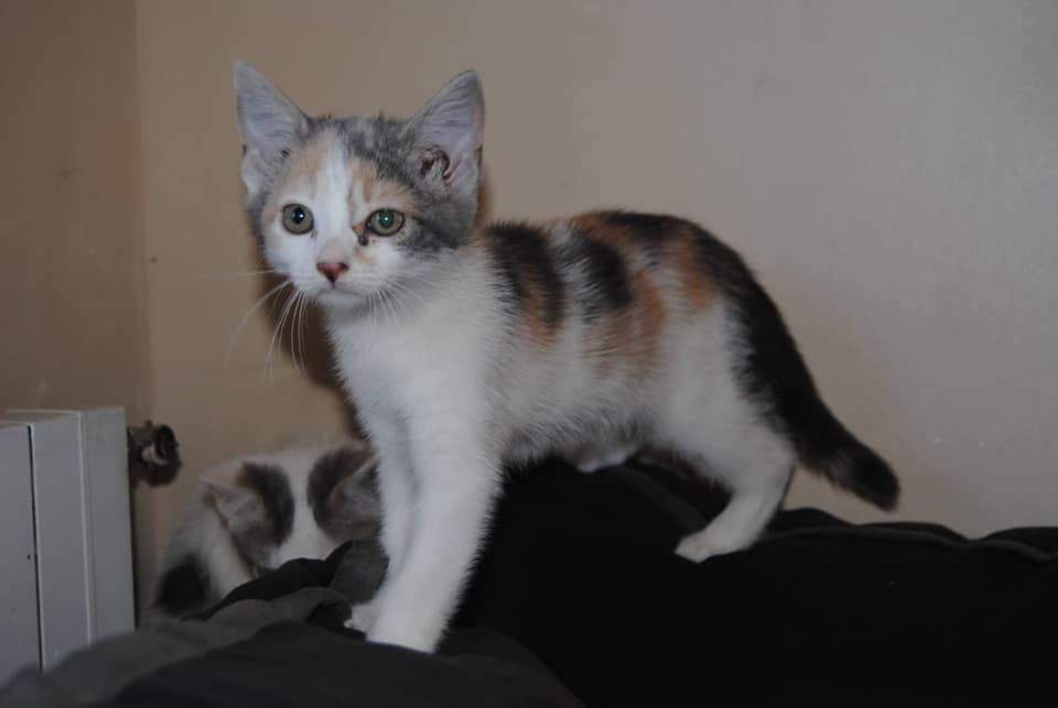 canelle chatonne trico mai 2018 Canell10