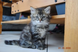 Cachou (ex touffue ) 2 mois Fb_img46