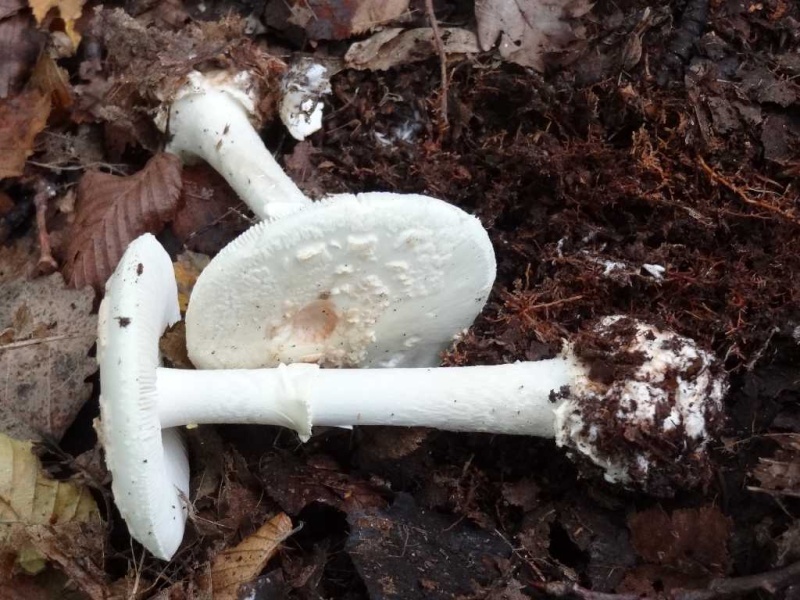 C'est reparti...2  (Amanita citrina) Amanit10