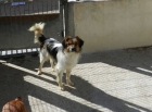 BERNY , 2 ANS ET DEMIE X PAPILLON EN FA CHEZ ISABELLE (77)-R-SC-F-VV-LBC-AR Berny_12