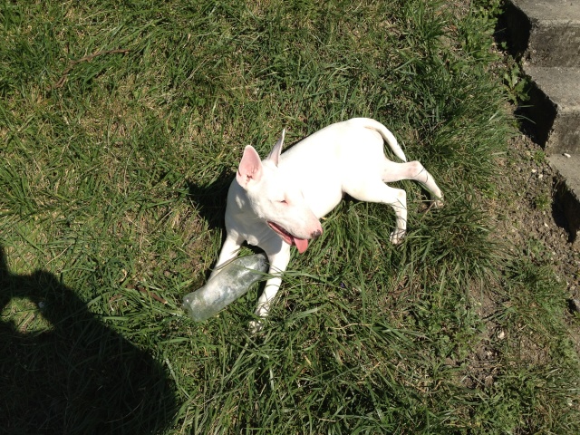 BULMA, BULL TERRIER DE 10 MOIS A L'ADOPTION (80) -R-SC- VV  LBC  F  AR Bull_t11