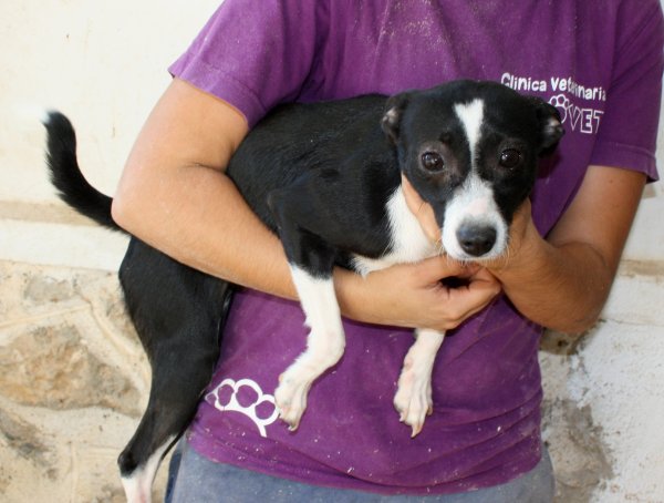 DAISY, 2 ANS, DE PETITE TAILLE, 6 KG A L'ADOPTION, CHEZ SYLCCOL (ES)-R-VV-LBC-SC Daisy_12